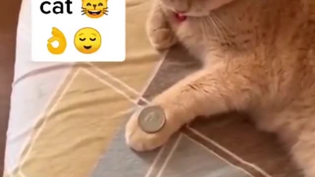 Cat Playing Game wirh coin