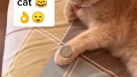 Cat Playing Game wirh coin