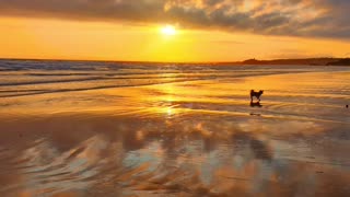 Puppy Paw's ⏯ on Shore