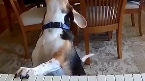Singing Dog