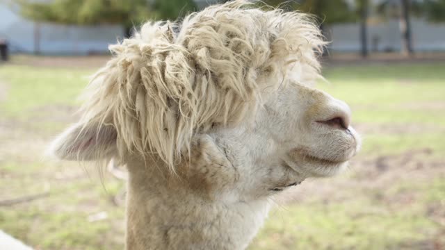 Alpaca Closeup