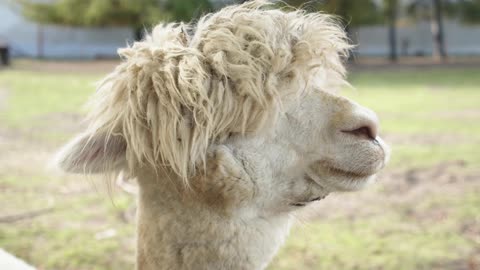 Alpaca Closeup
