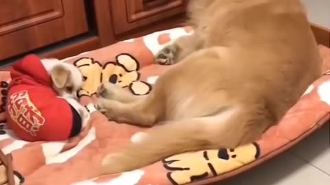 Unbelievably Funny Dogs – Watch These Hilarious Pups in Action! 🐶😂