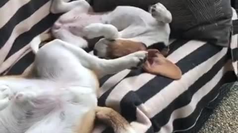 Two dogs lounging on back on striped chair