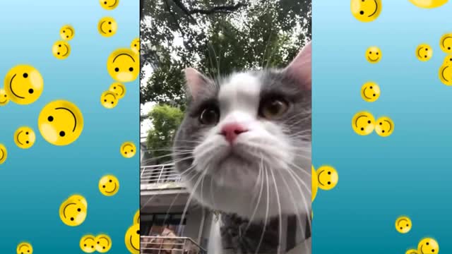 Funny Videos of Laughter - Animals - Dogs and Cats // FALLS AND FUNNY VIDEOS 2020