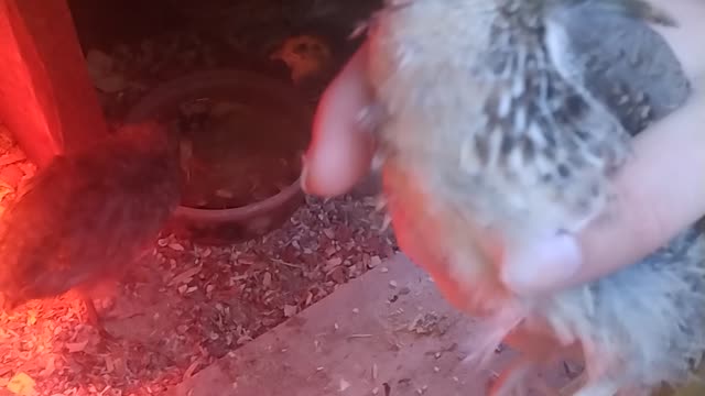 Sexing Pharaoh Coturnix Quail