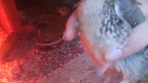 Sexing Pharaoh Coturnix Quail