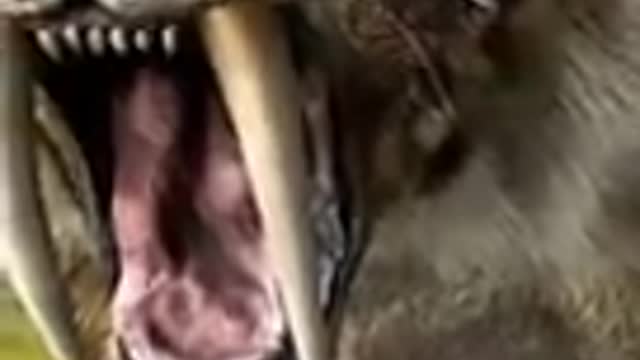 Animais que os cientistas querem trazer de volta