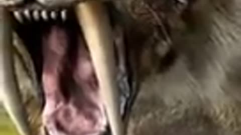 Animais que os cientistas querem trazer de volta