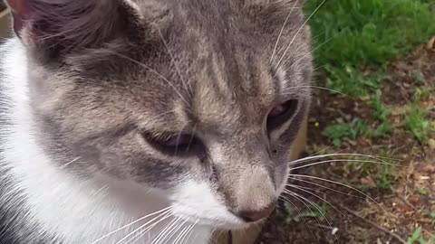 Stray Kitty Wants Attention