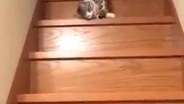 Very beautiful" and telentedecat video