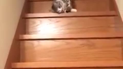Very beautiful" and telentedecat video