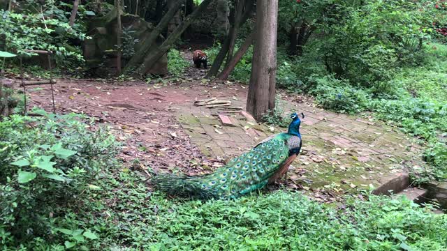 Red Panda and Peacock in China