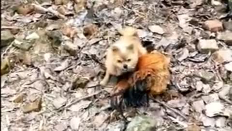 Dog vs Chicken funny videos
