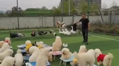 Dog's Funny Moments