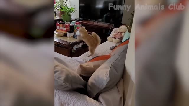 Funniest Cats and Dogs Videos πΆπ± | Funny Animal Videos 2022 | #10