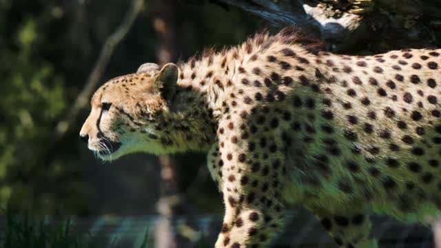 The hungry tiger