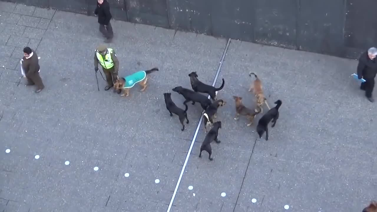 MUST SEE!! POLICE DOG ATTACKED BY PACK OF STRAY DOGS