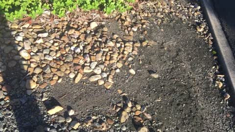 A Train of Caterpillars
