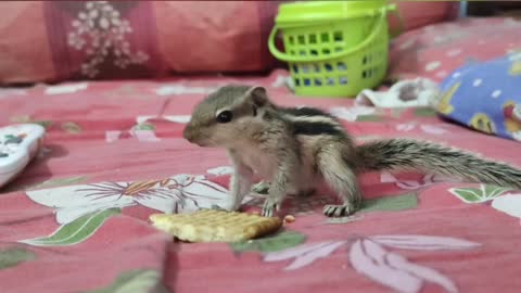Sweet Baby squirrel