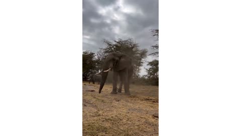 Beautiful wildlife