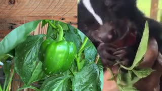 Bella The Skunk Loves Bell Peppers