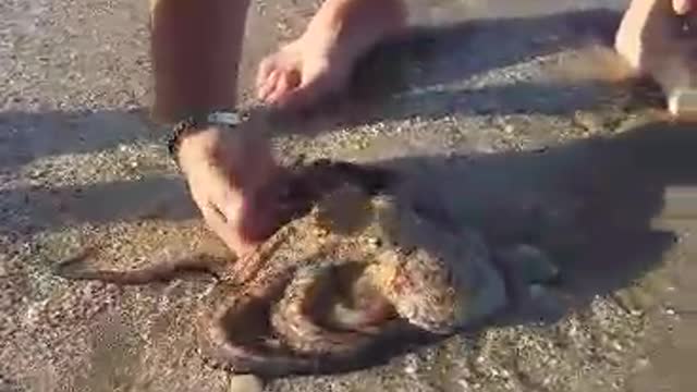 Little octopus