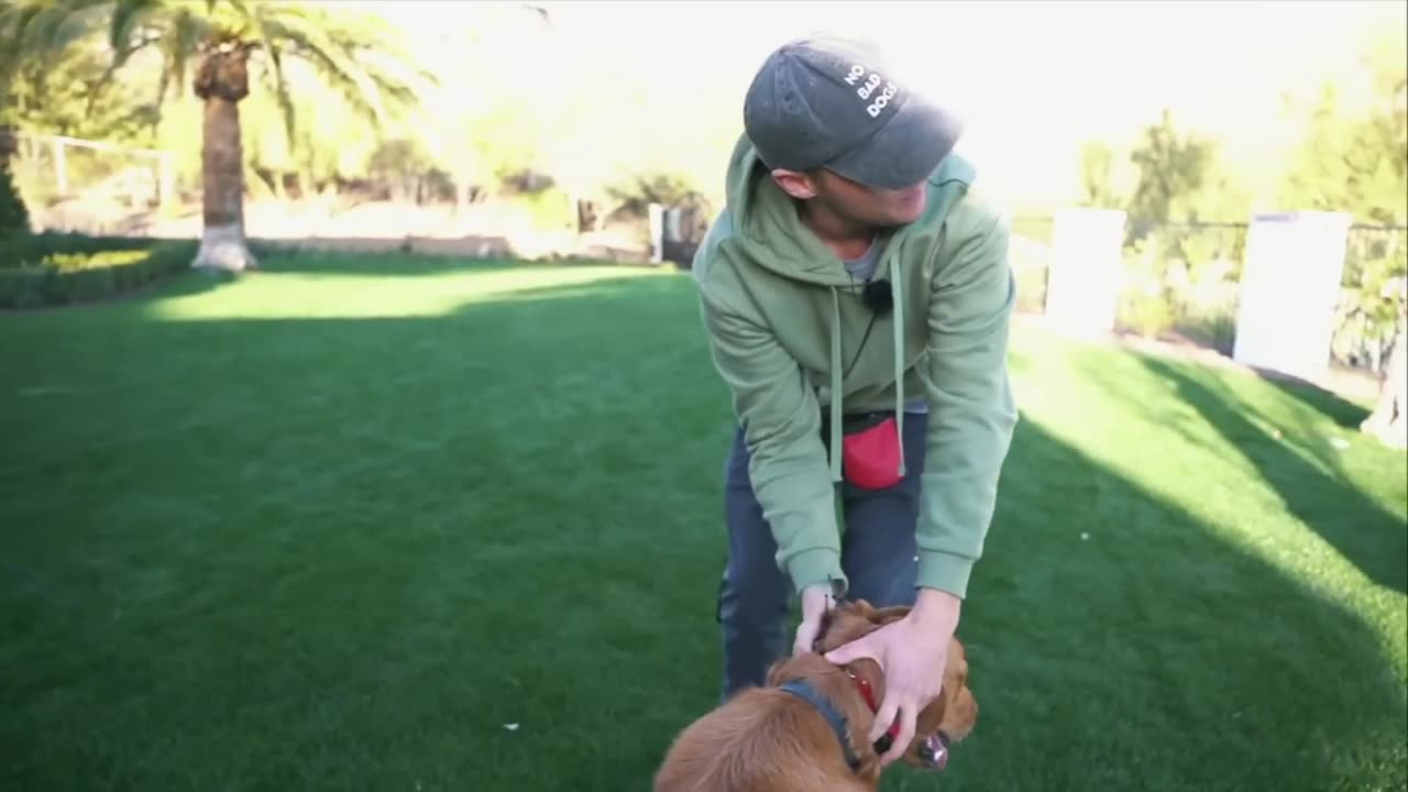 HOW TO TEACH ANY DOG RECALL WITH THE E-COLLAR (FULL VIDEO)