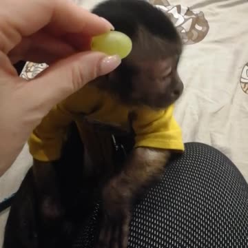 Угощаем Мирона виноградом