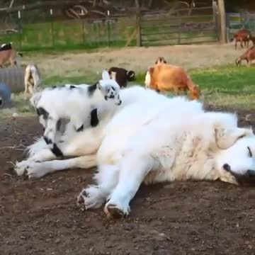 This video is awesome