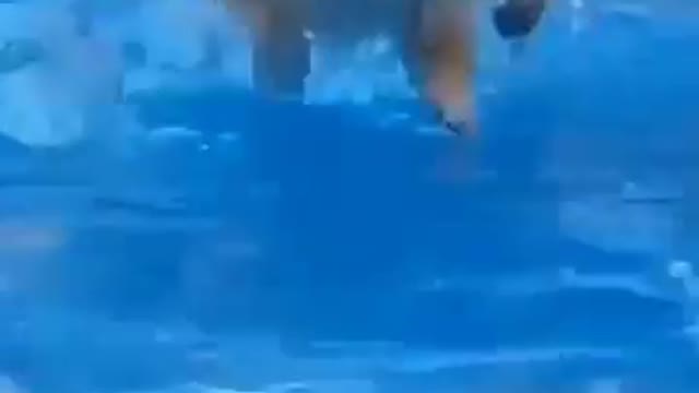 Lindo perrito jugando en la piscina