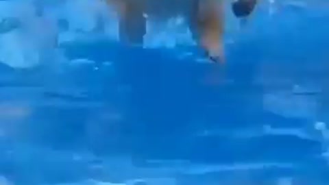 Lindo perrito jugando en la piscina