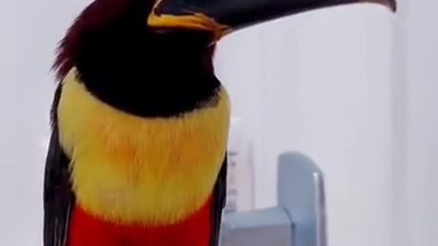 The only way for a Toucan to Unwind