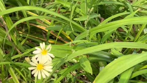 The small white flowers can be grown in many varieties