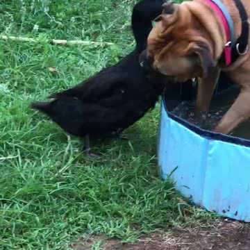 Duck Vigorously Grooms Her Boxer Buddy