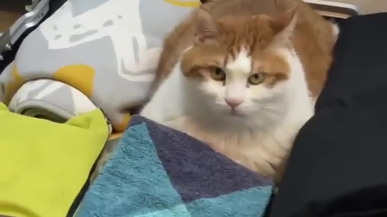 Funny Cats Moments Try Not To Laugh Cats