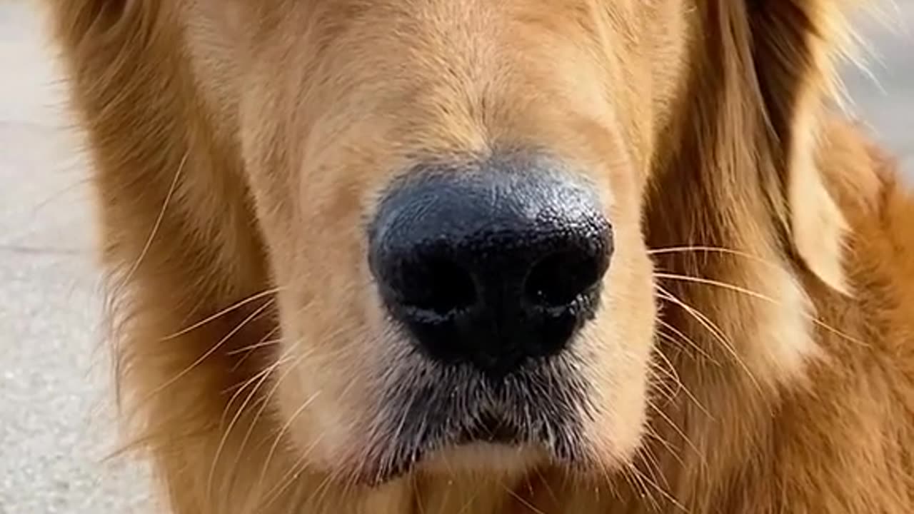 What should my dog do when a basketball gets stuck in the basket?