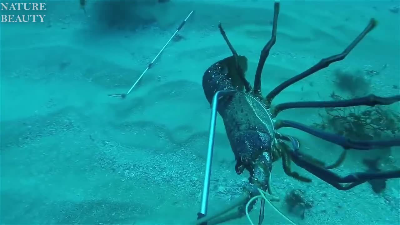 catch lobster