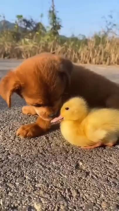 Ducklings with a dog in a water park rolling down the slide