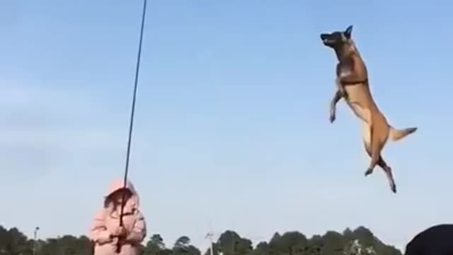 Flying Dog