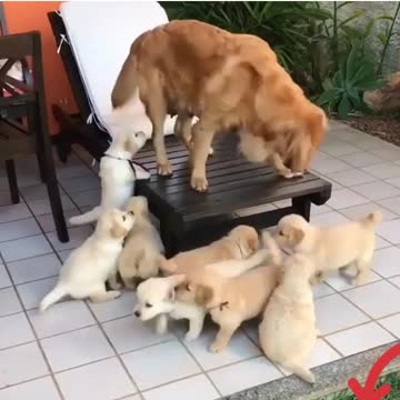 Puppies Cute baby kids loving Soo
