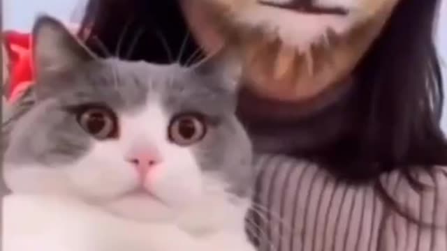 cats super cute and funny reaction