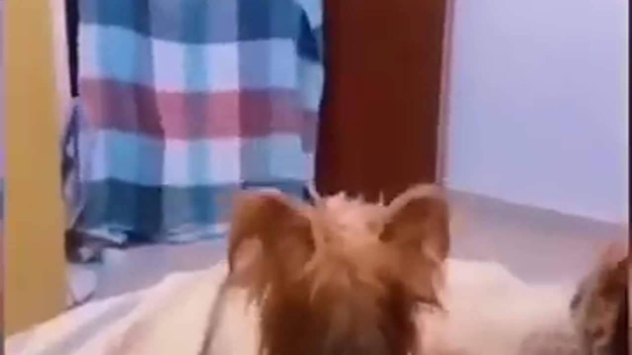 FUNNY DOG