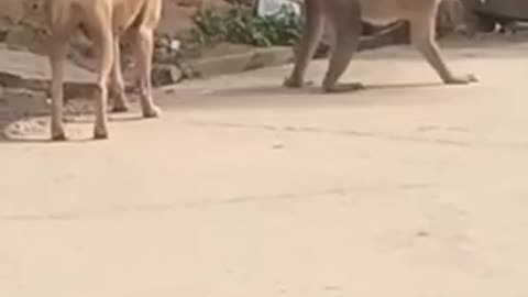 Naughty monkey making fun of the dog!!! SUPER FUNNY that will surely make you laugh!