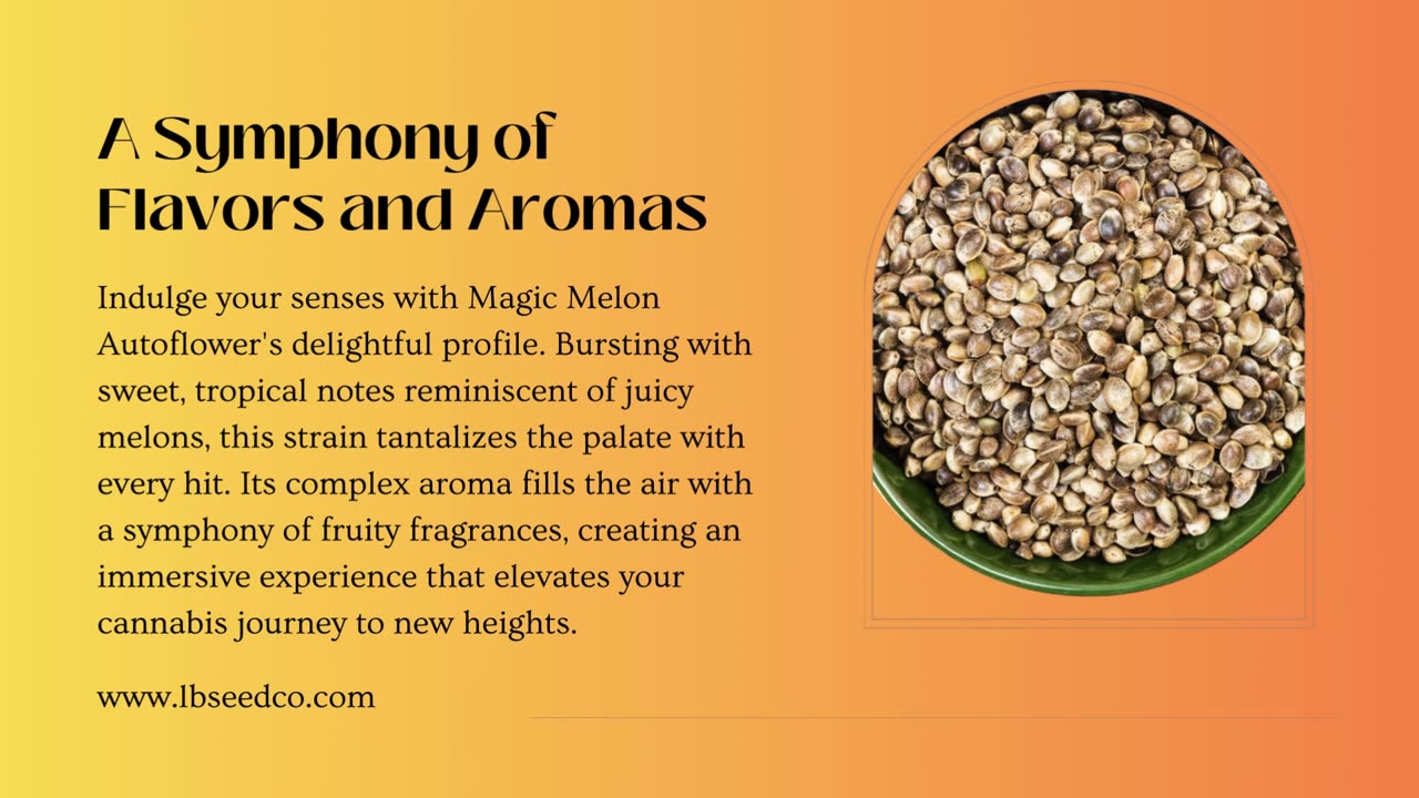 Magical Melon Autoflower Cannabis Seeds