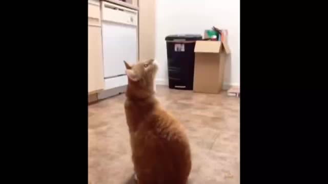 Cat Reaction to Playing Balloon- Funny Cat Balloon Reaction