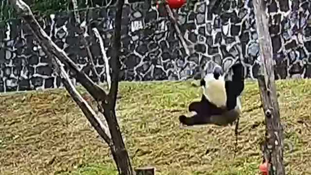 The Daily life of pandas