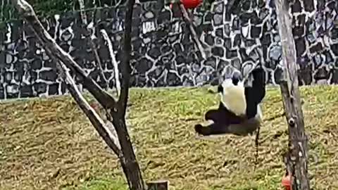 The Daily life of pandas