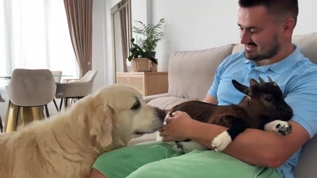 Golden Retriever Meets Baby Goat for the First Time