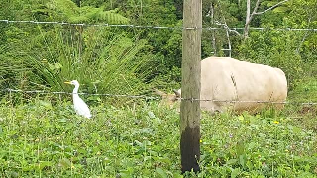 Of course an egret and an ox get along